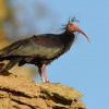 Ibis skalni - Geronticus eremita - Waldrapp - Bald Ibis 5773